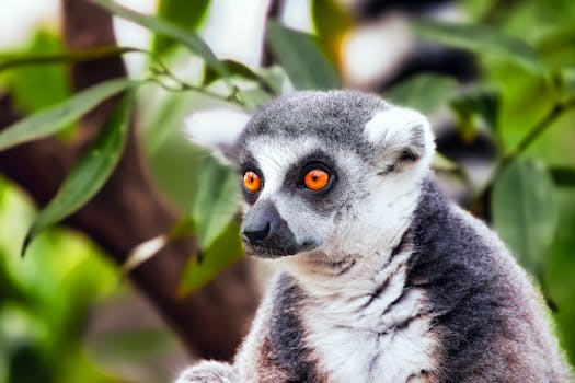 Nosy Be, Madagascar photo 5