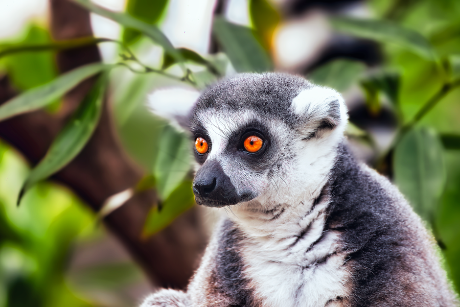 Nosy Komba, Madagascar - travel photo