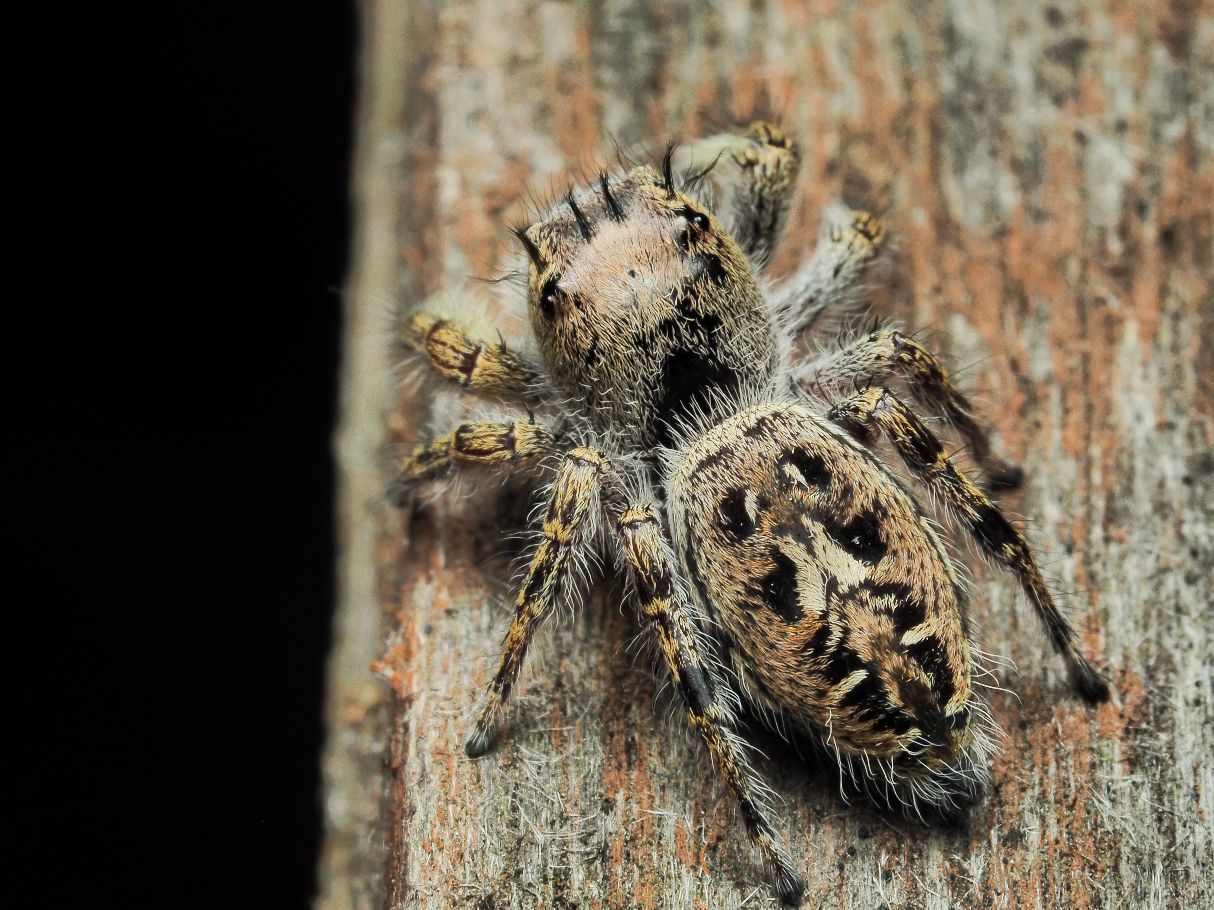 Camouflaged Jumper: A Close-up of a Jumping Spider on Bark · Free Stock ...
