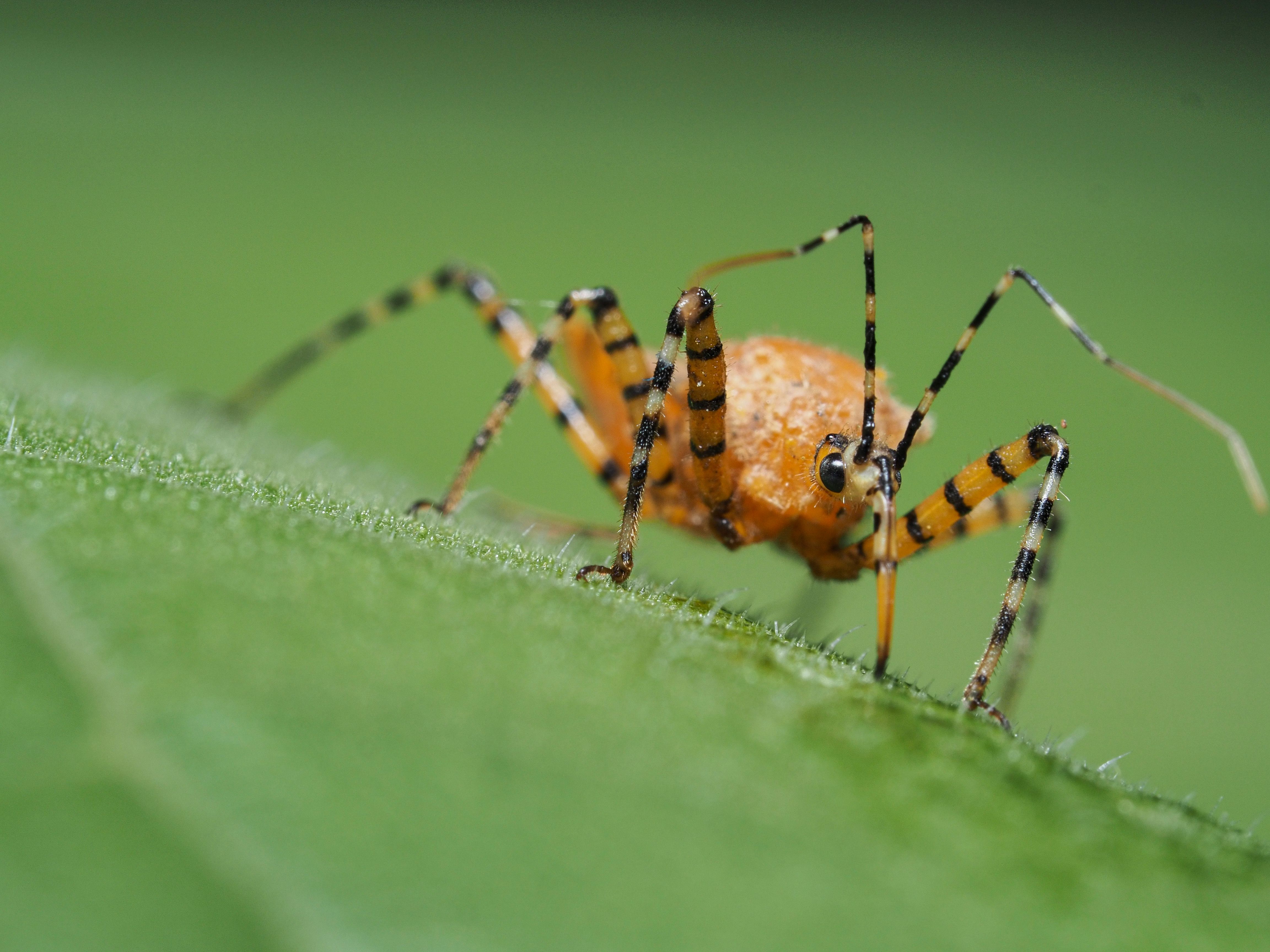Vibrant Encounter: Orange Insect on a Green Leaf · Free Stock Photo