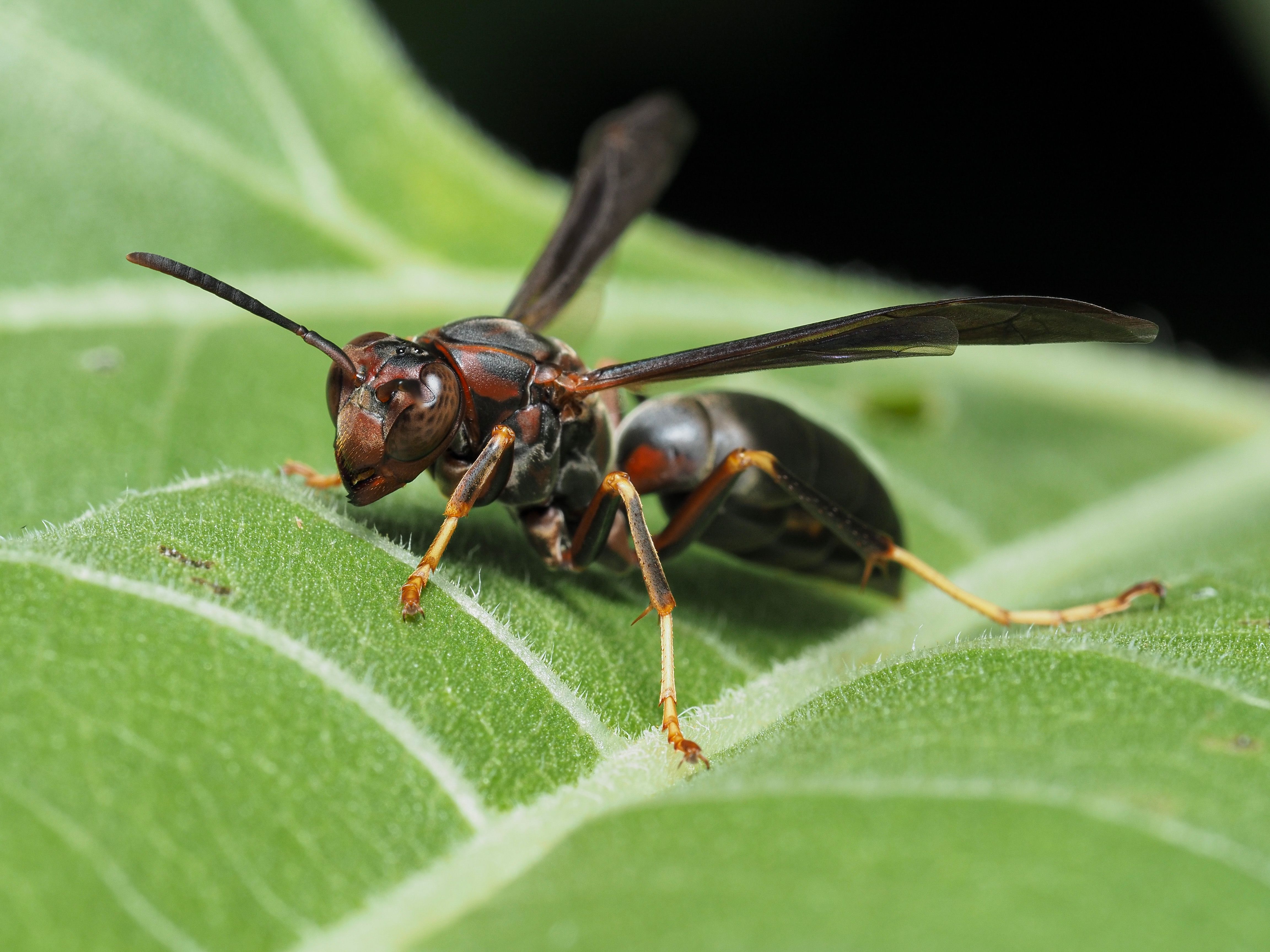 Detailed macro image of a wasp perched on a vibrant green leaf, highlighting natural beauty.