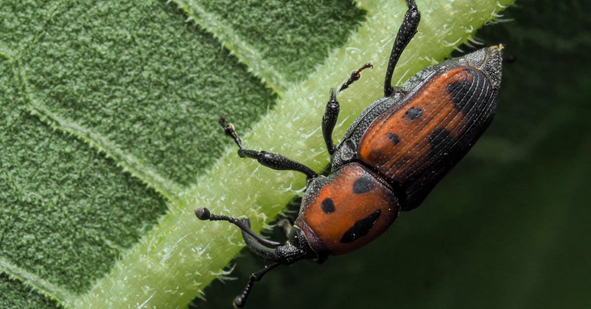 Intricate Detail: Red and Black Beetle on Leaf