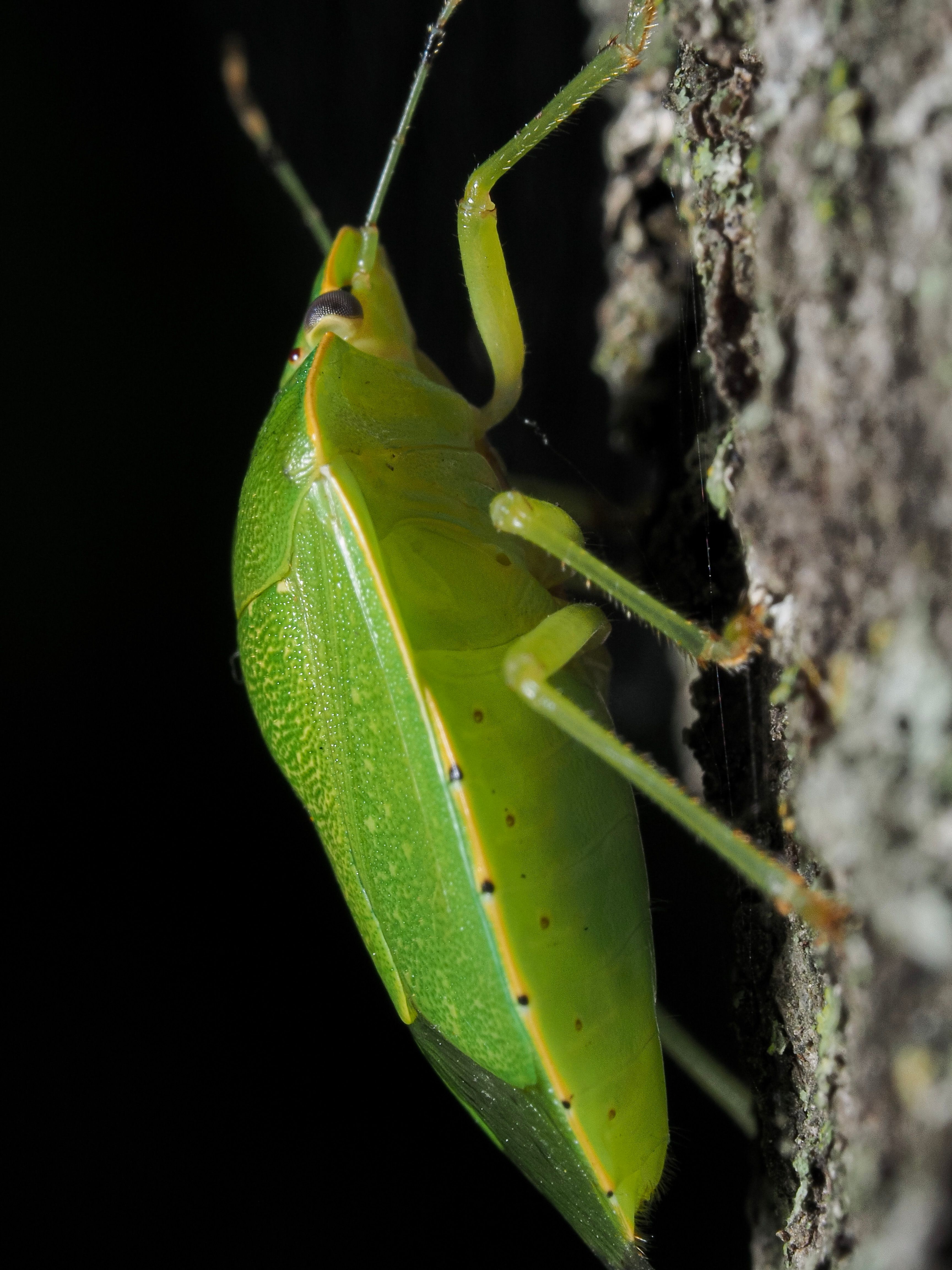 Verdant Shield Bug on Bark · Free Stock Photo