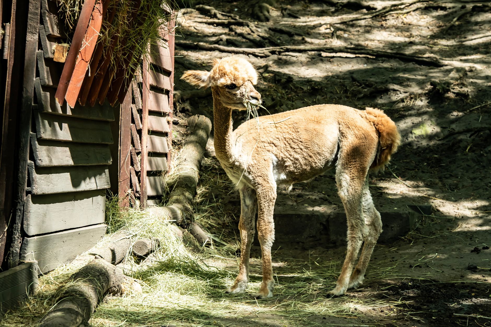 Parc animalier et café St-Bathélemy
