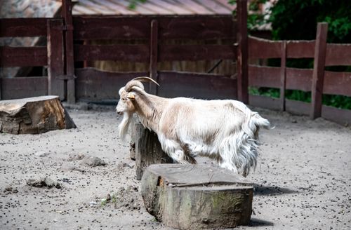 Free A goat standing on a wooden stump in a rural farm corral. Stock Photo