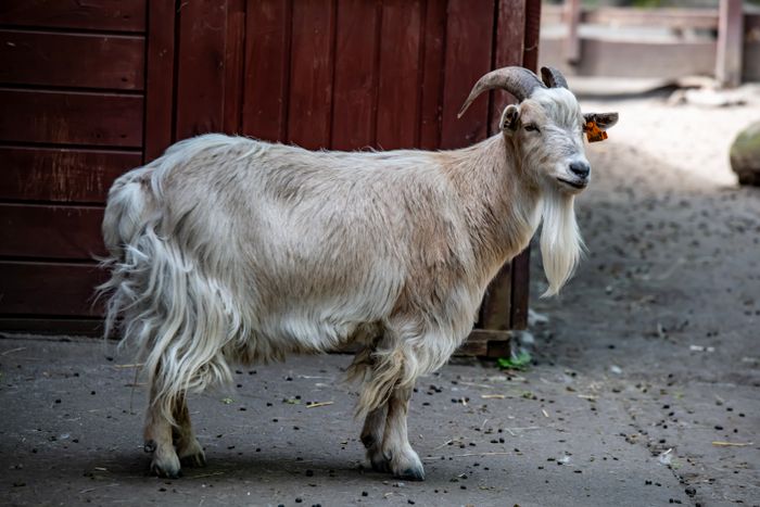 Erisworld farmyard