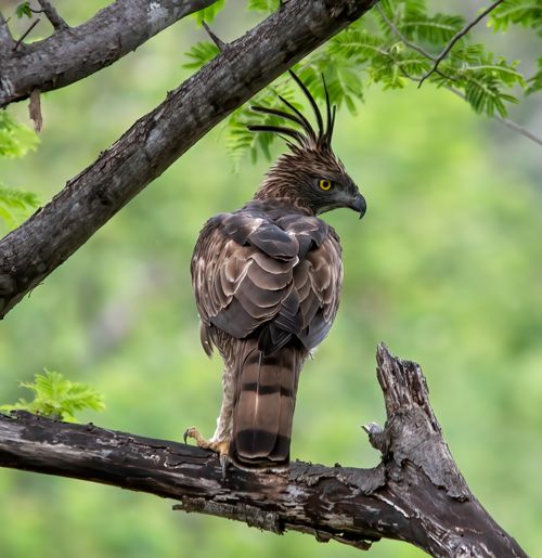 Free Crested hawk eagle perched on a tree branch in nature, showcasing its striking features. Stock Photo