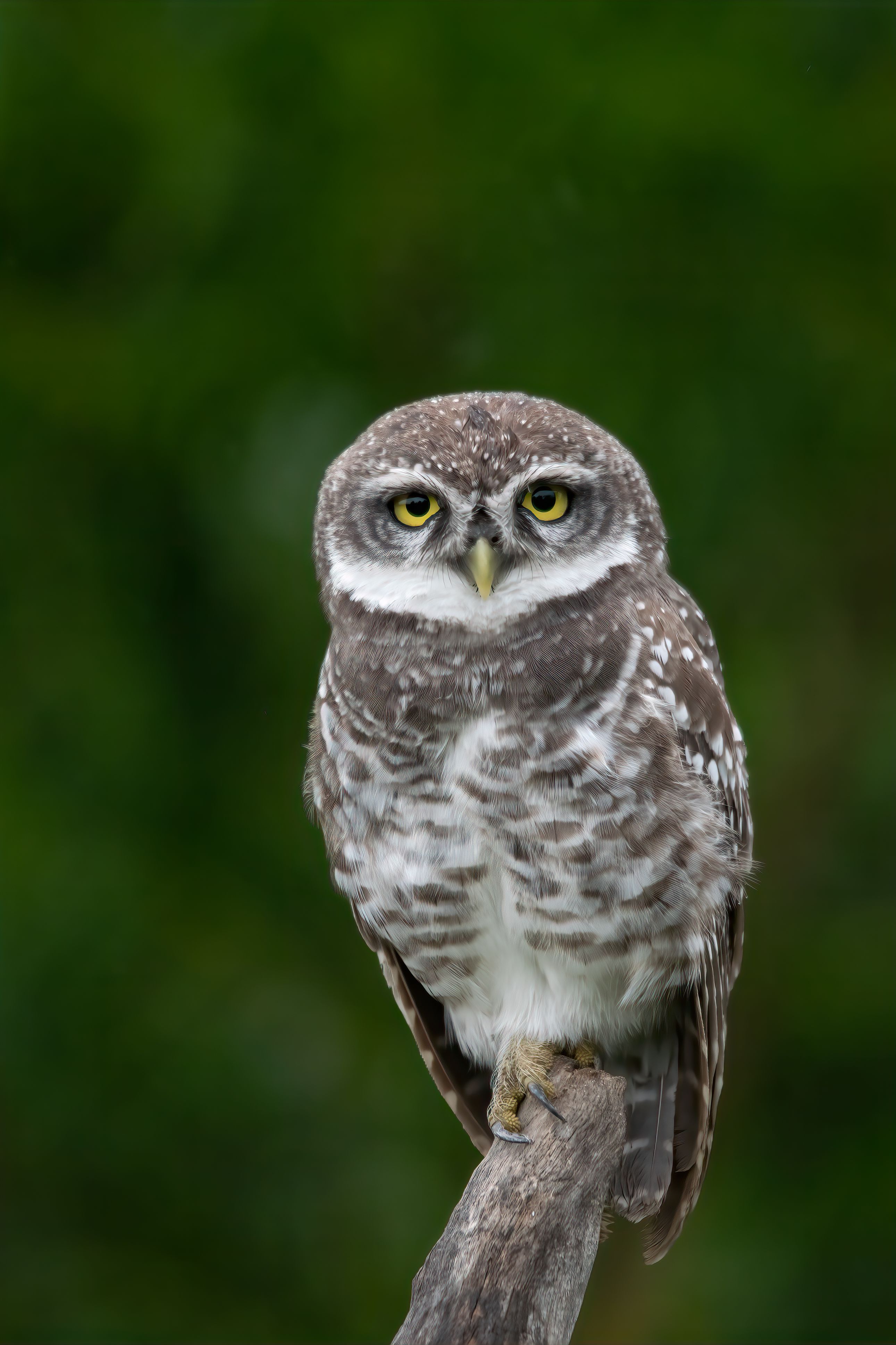 Close-up of a spotted owl perched on a branch in a lush green forest setting.