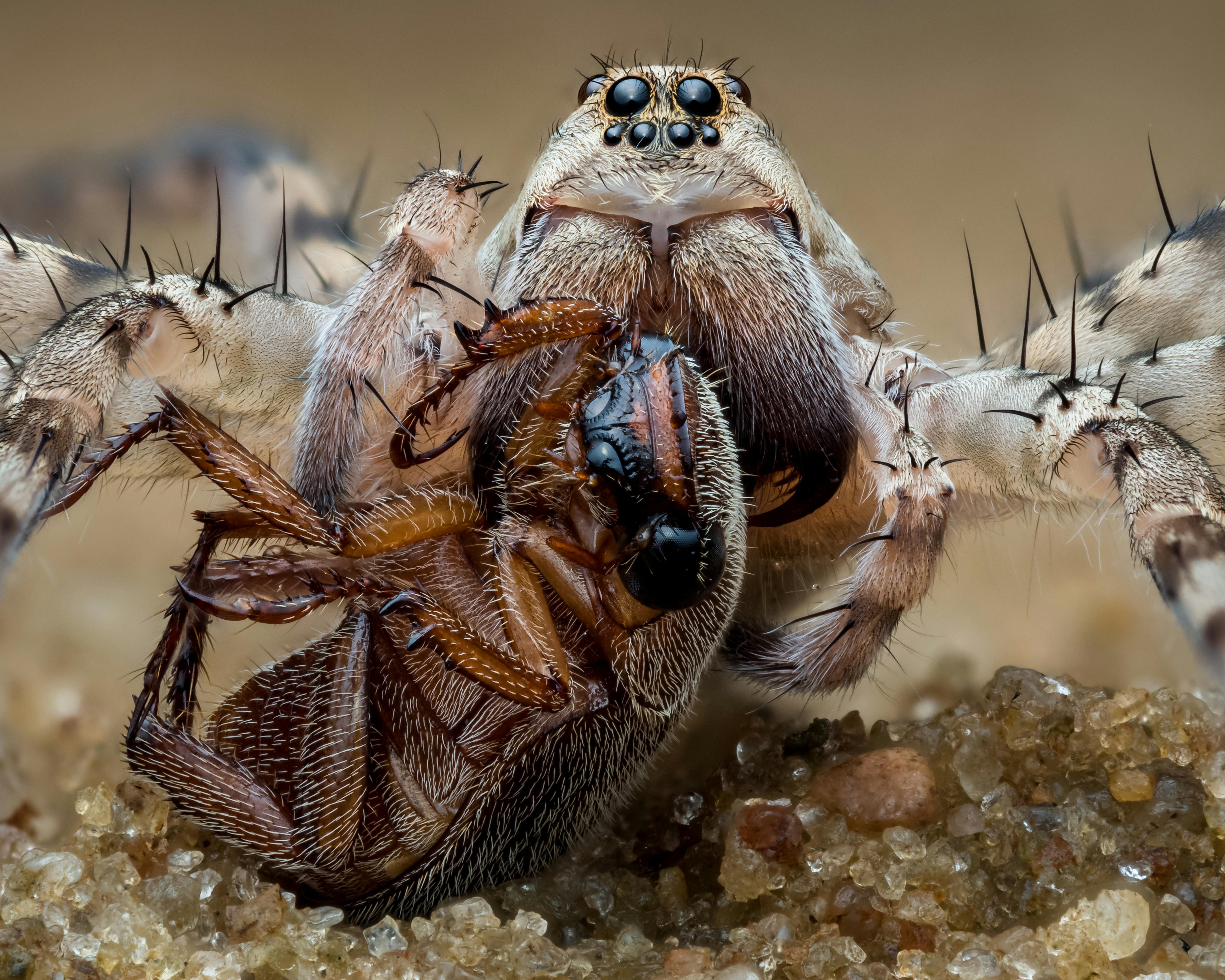 Brachypelma