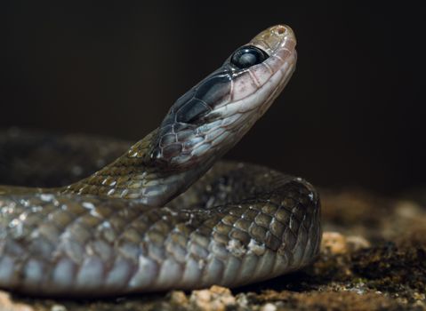 snake photo