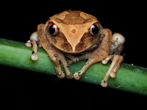 Free Detailed macro shot of a masked tree frog (Leptomantis angulirostris) on a branch against a black background. Stock Photo