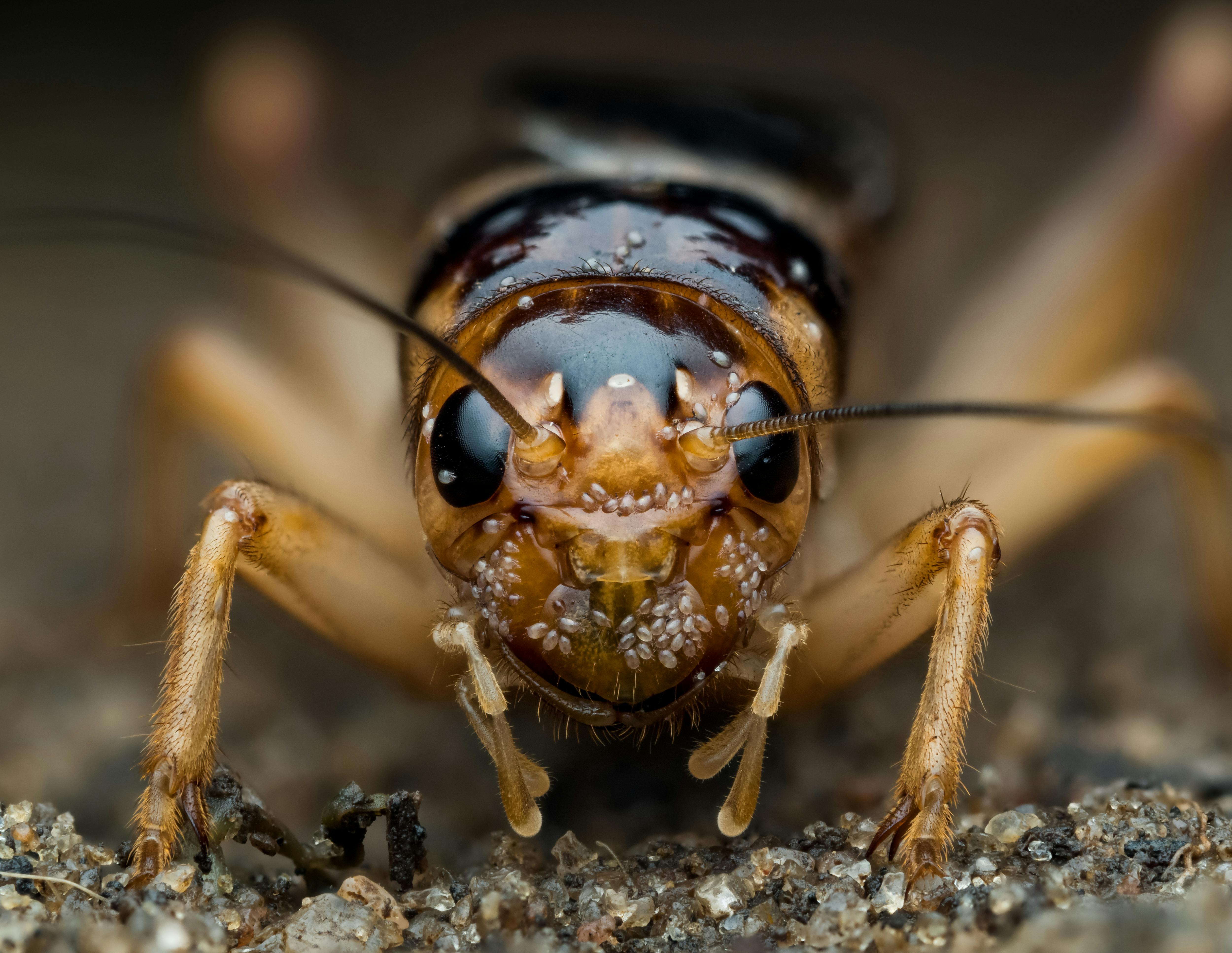 Detailed macro shot of a cricket insect on soil in Nigeria.