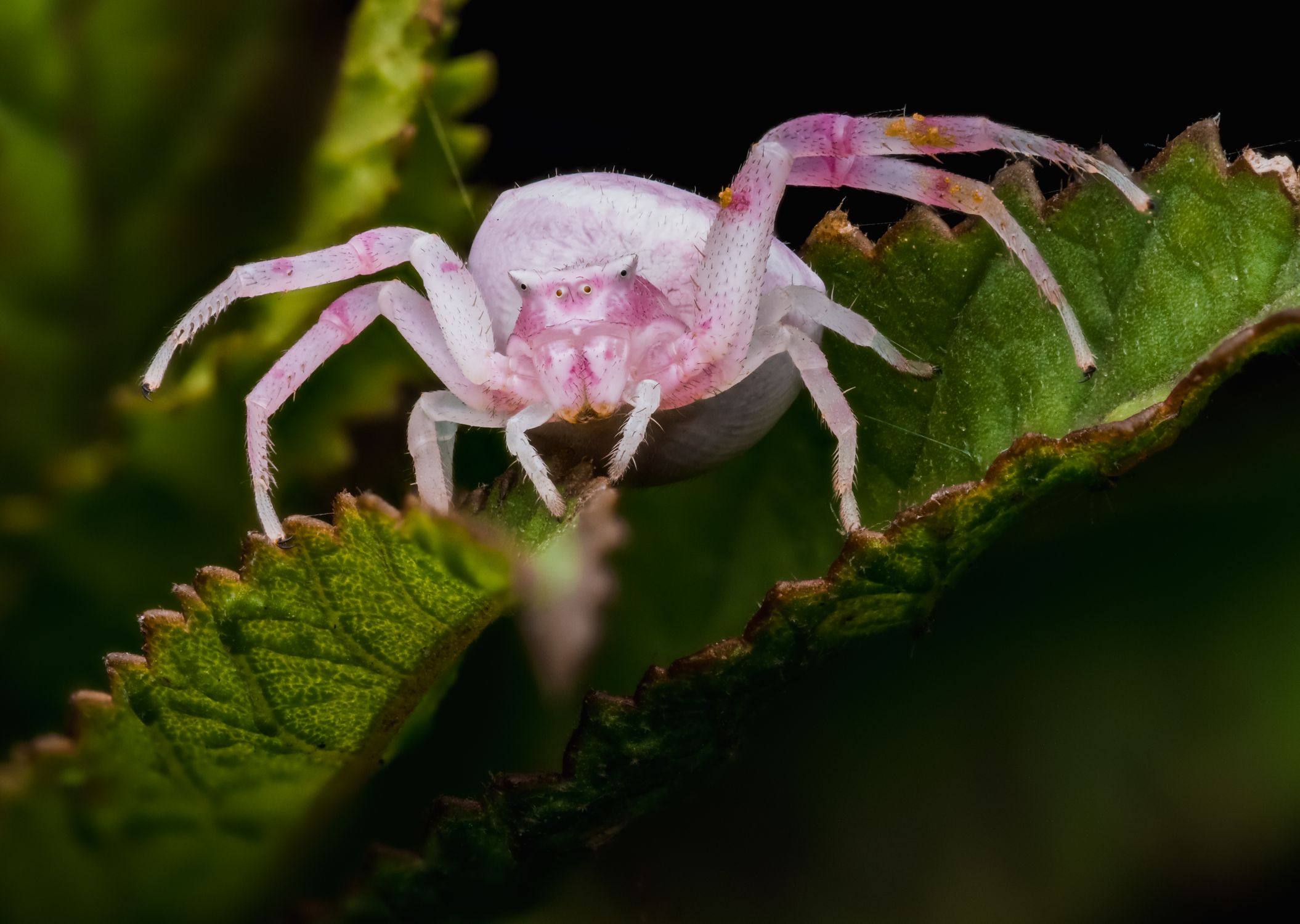 PINK CRAB SPIDER Β· Free Stock Photo