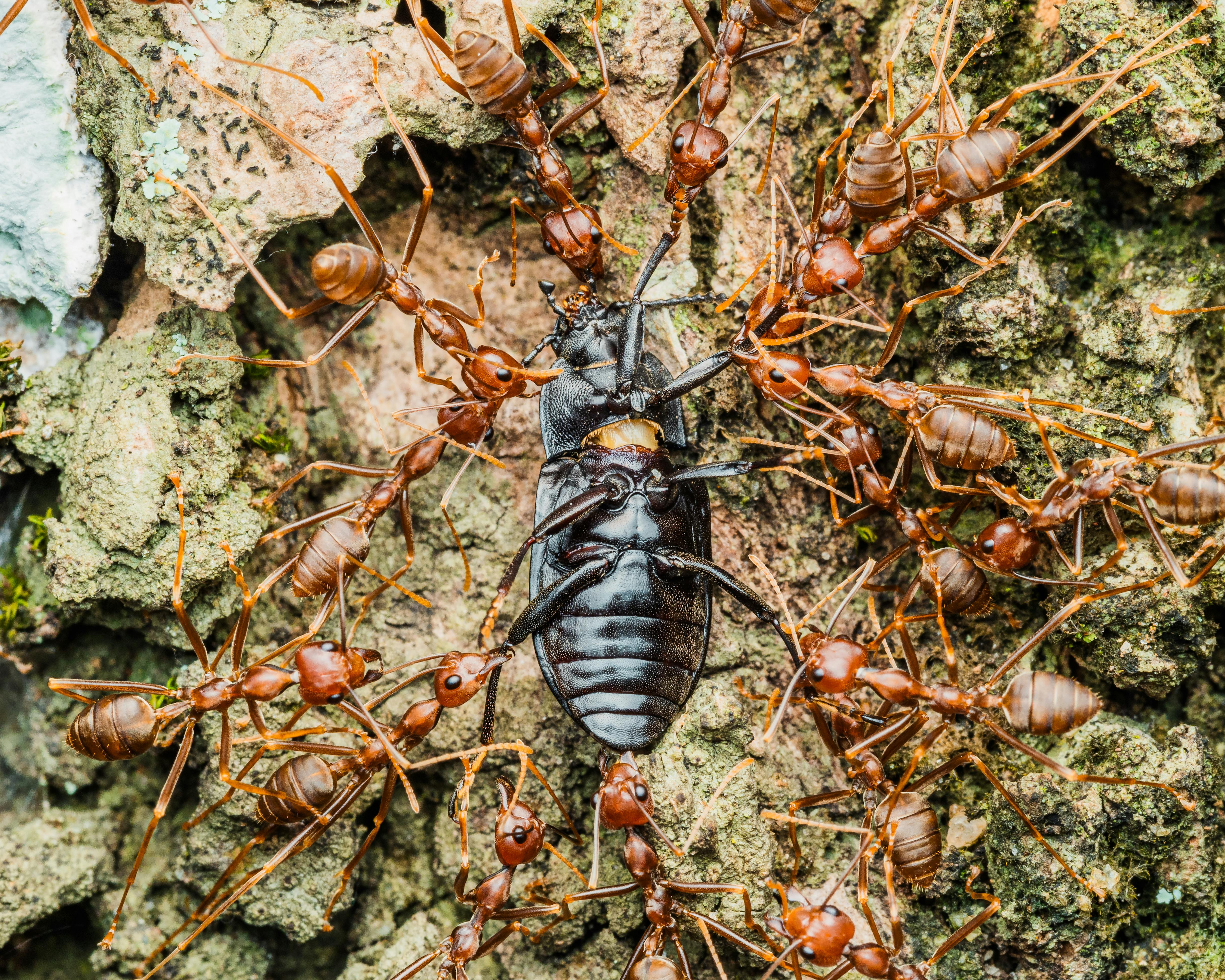 Close-up of ants attacking a beetle on tree bark in Nigeria. High-detail wildlife photography.