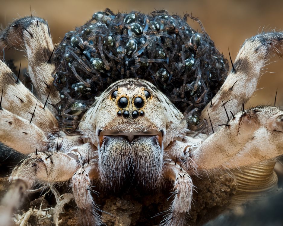 Madre De Naciones 🐺🕷️🌍 (Araña Lobo Con Bebés) · Foto de stock gratuita