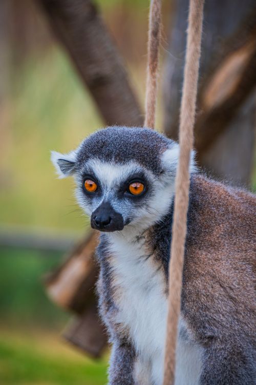 Free Vivid close-up of a ring-tailed lemur with striking orange eyes in a zoo environment. Stock Photo