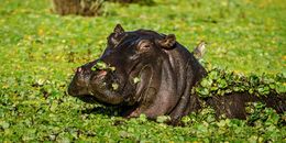 Close-up of a hippopotamus in vibrant greenery, showcasing wildlife in Africa.