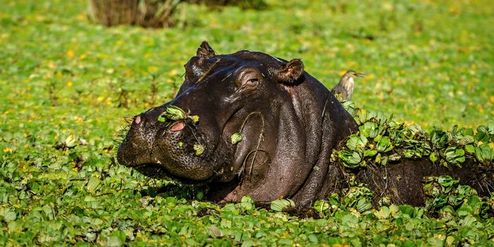 Close-up of a hippopotamus in vibrant greenery, showcasing wildlife in Africa.