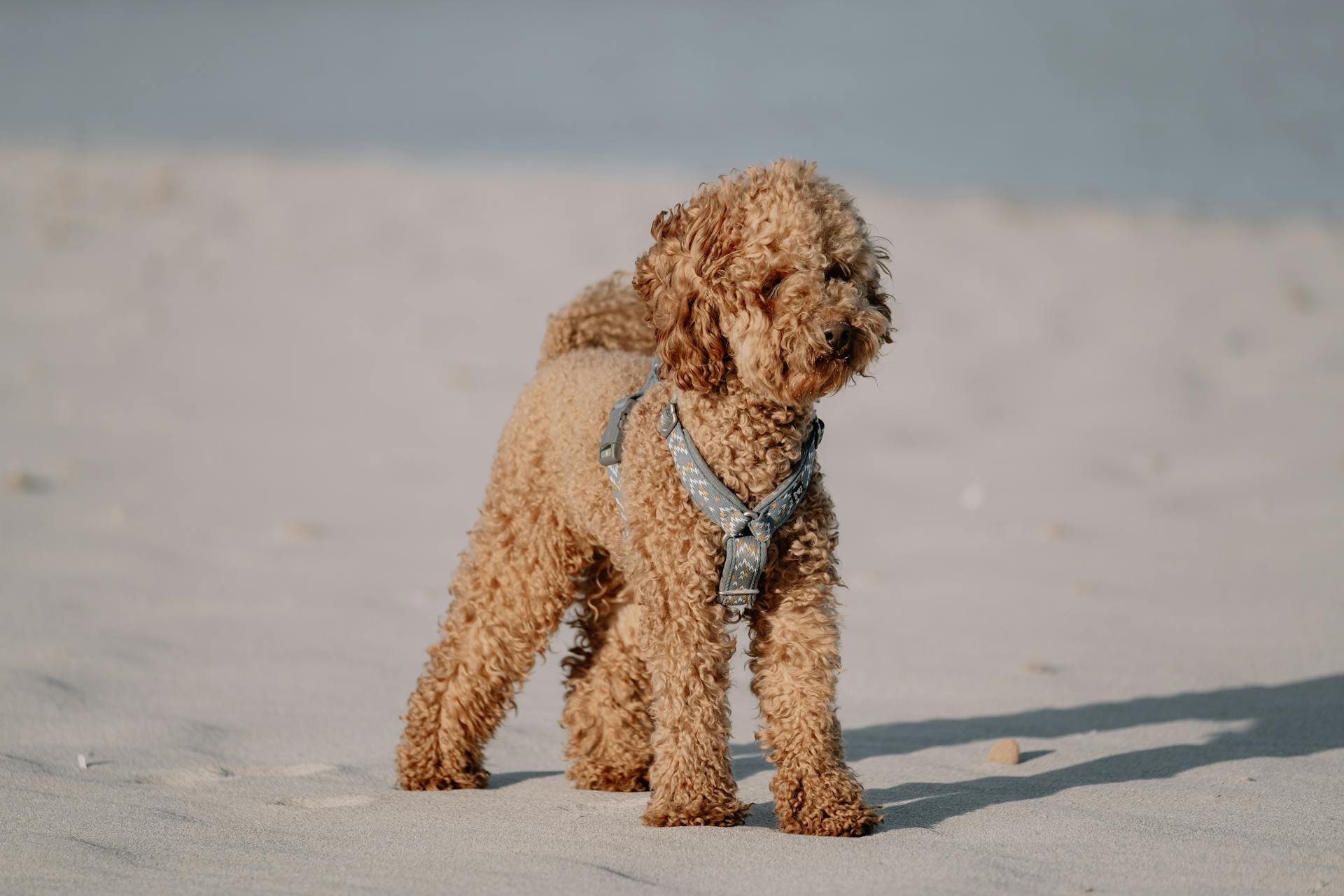 Labradoodle i en sele på en sandstrand