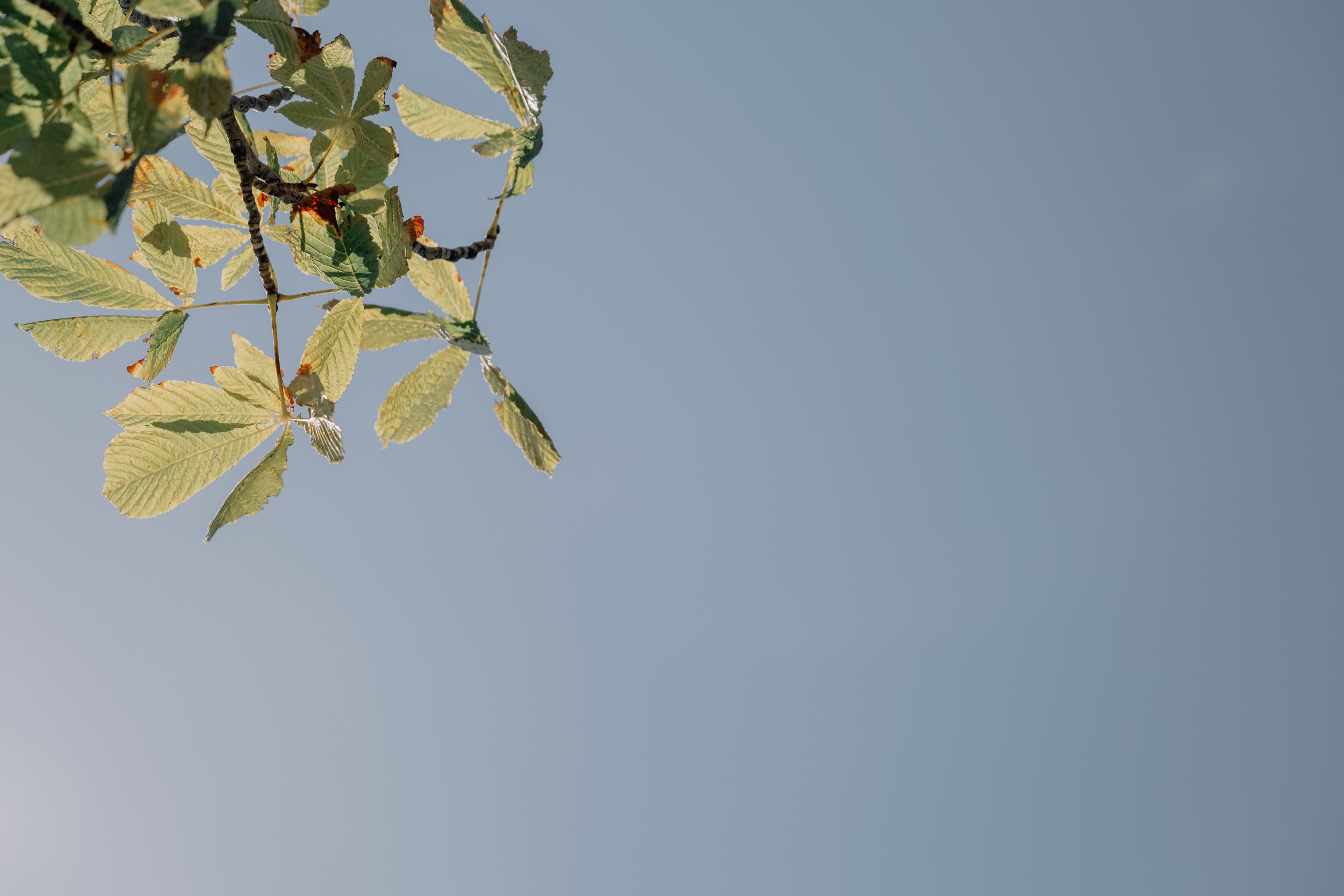 Tree Branch with Green Leaves Against the Blue Sky · Free Stock Photo