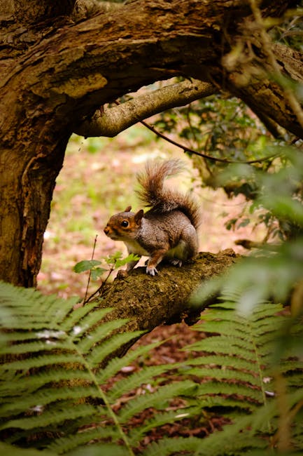 A furry red squirrel perched on a tree branch surrounded by lush ferns in a forest.