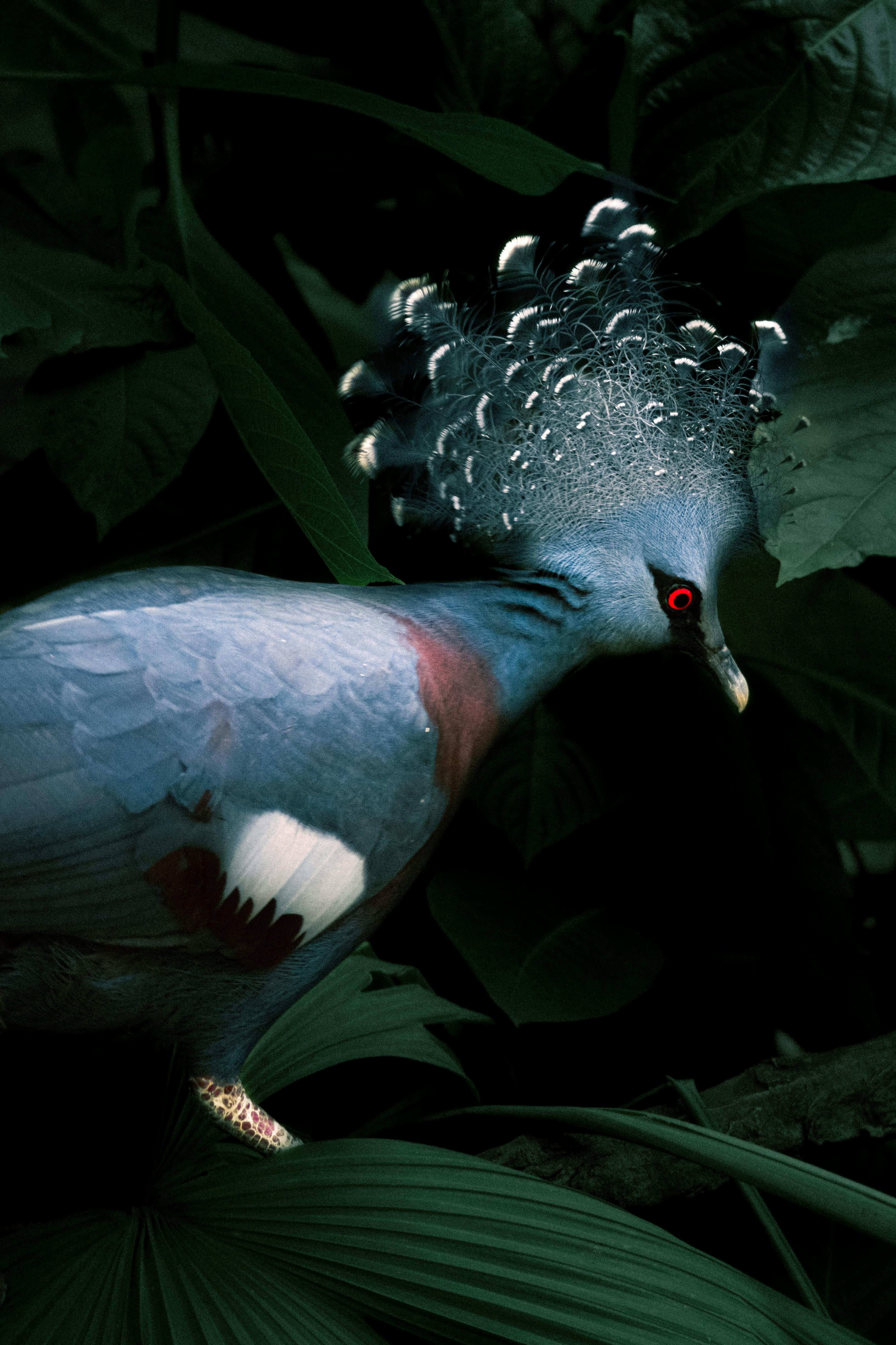 A stunning Victoria crowned pigeon perched among dense foliage, showcasing its vibrant plumage.