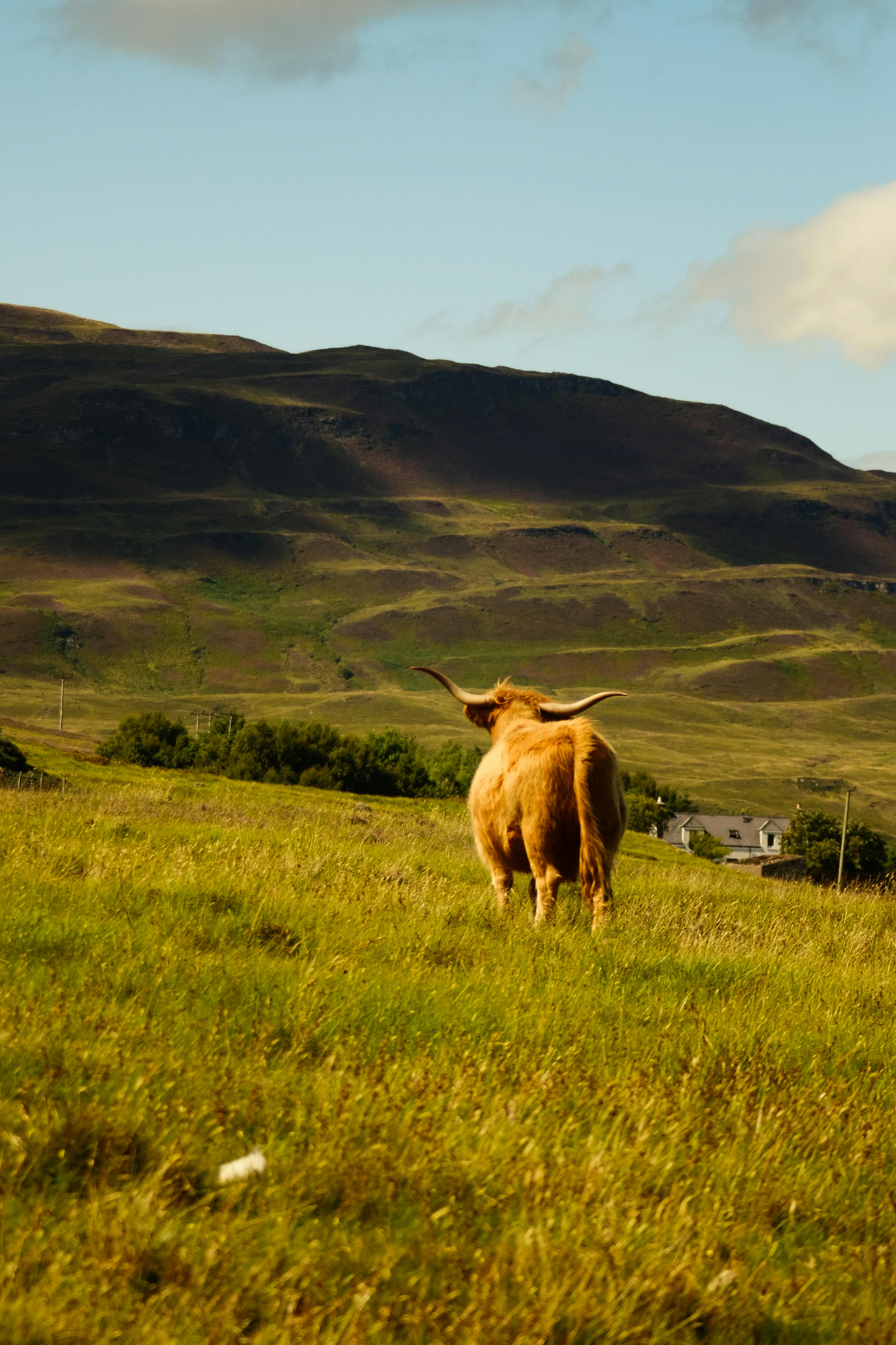 grátis Foto profissional grátis de acasalar, agricultura, ambiente rústico Foto profissional