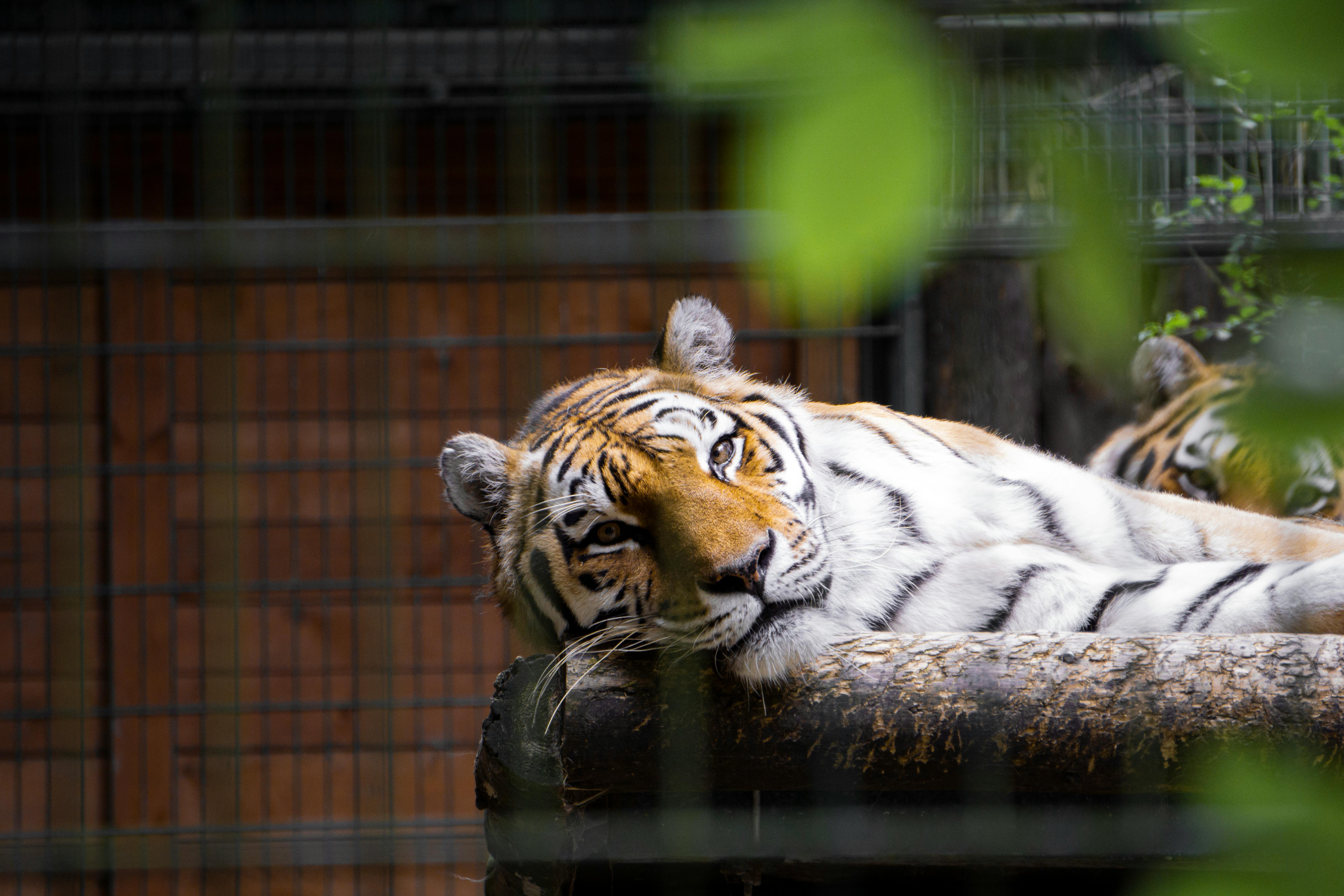 18 imagens, fotos stock, objetos 3D e vetores de Tigre de bengal