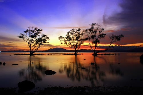 Free Silhouette of Trees Near Body of Water Stock Photo