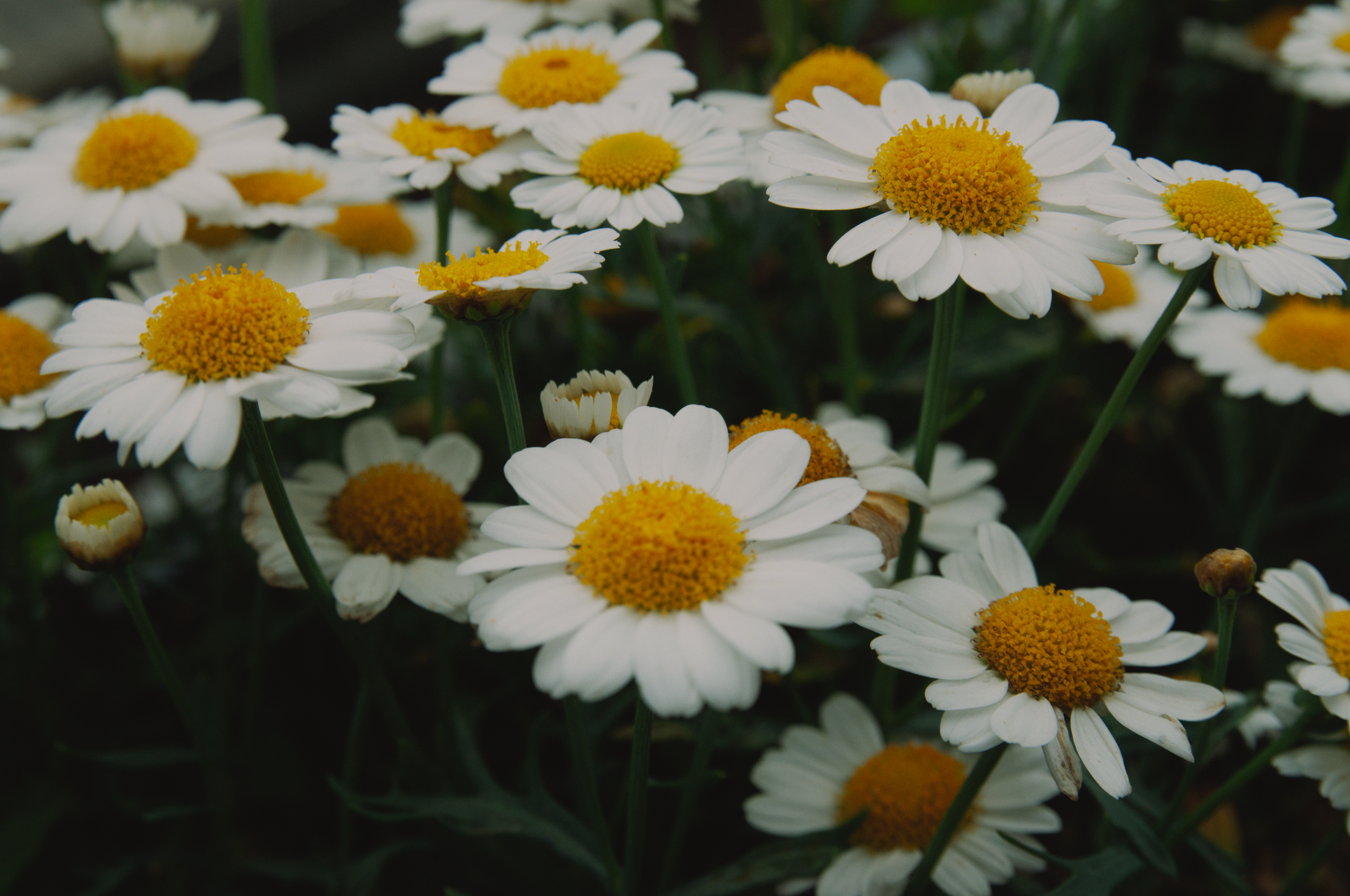 Close-up of Daises · Free Stock Photo
