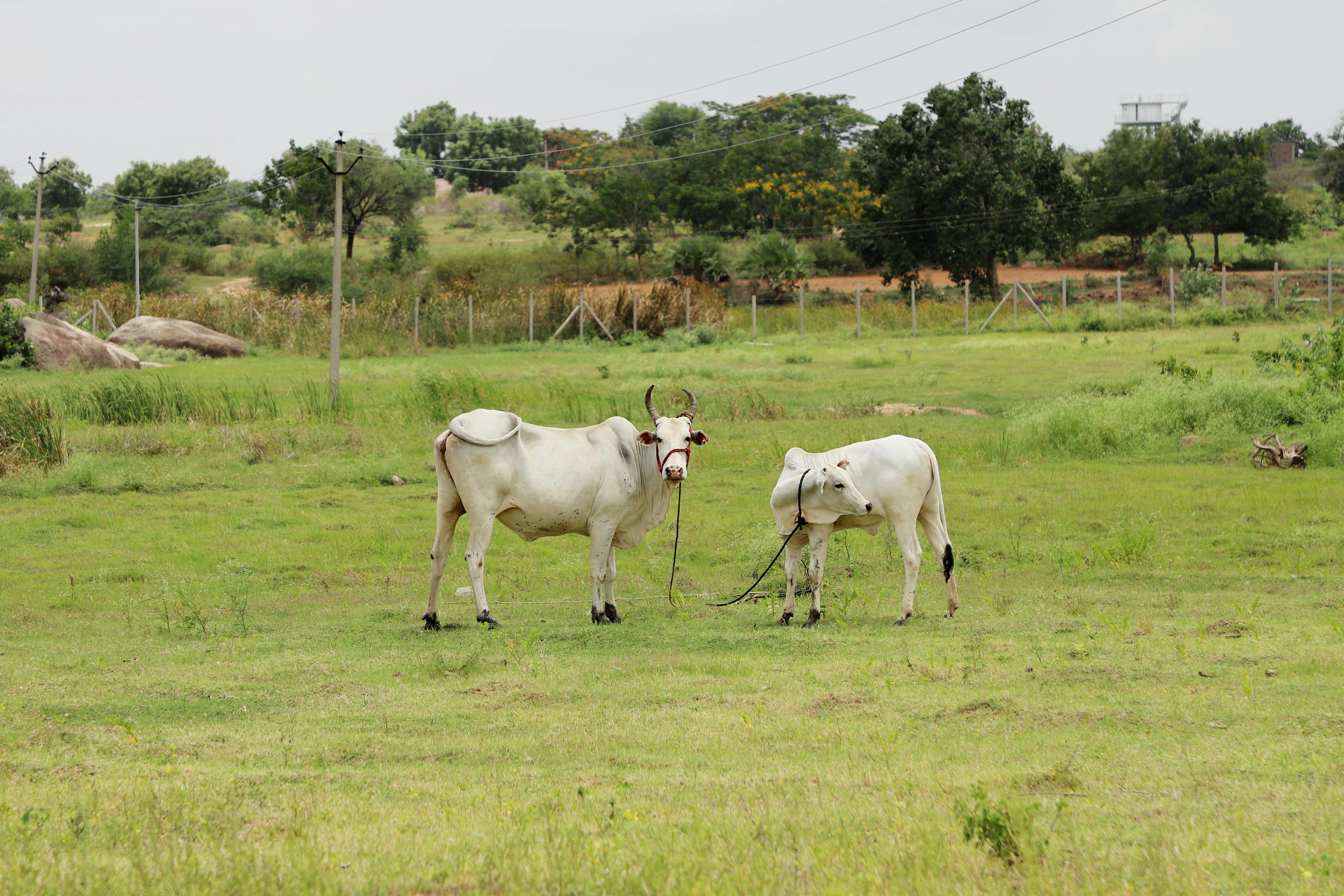 grátis Foto profissional grátis de agricultura, animais, animais domésticos Foto profissional