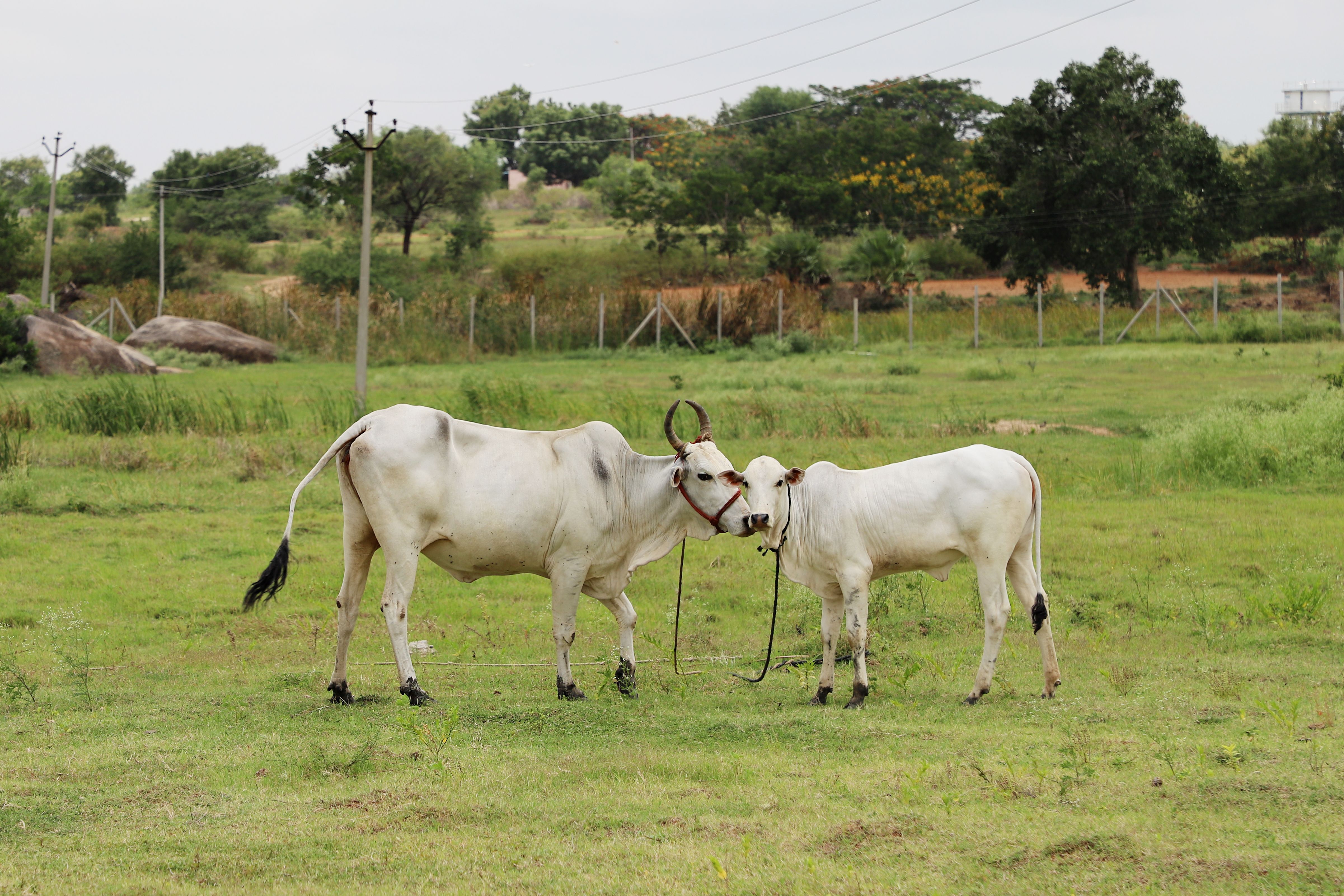 Cattle in Countryside · Free Stock Photo