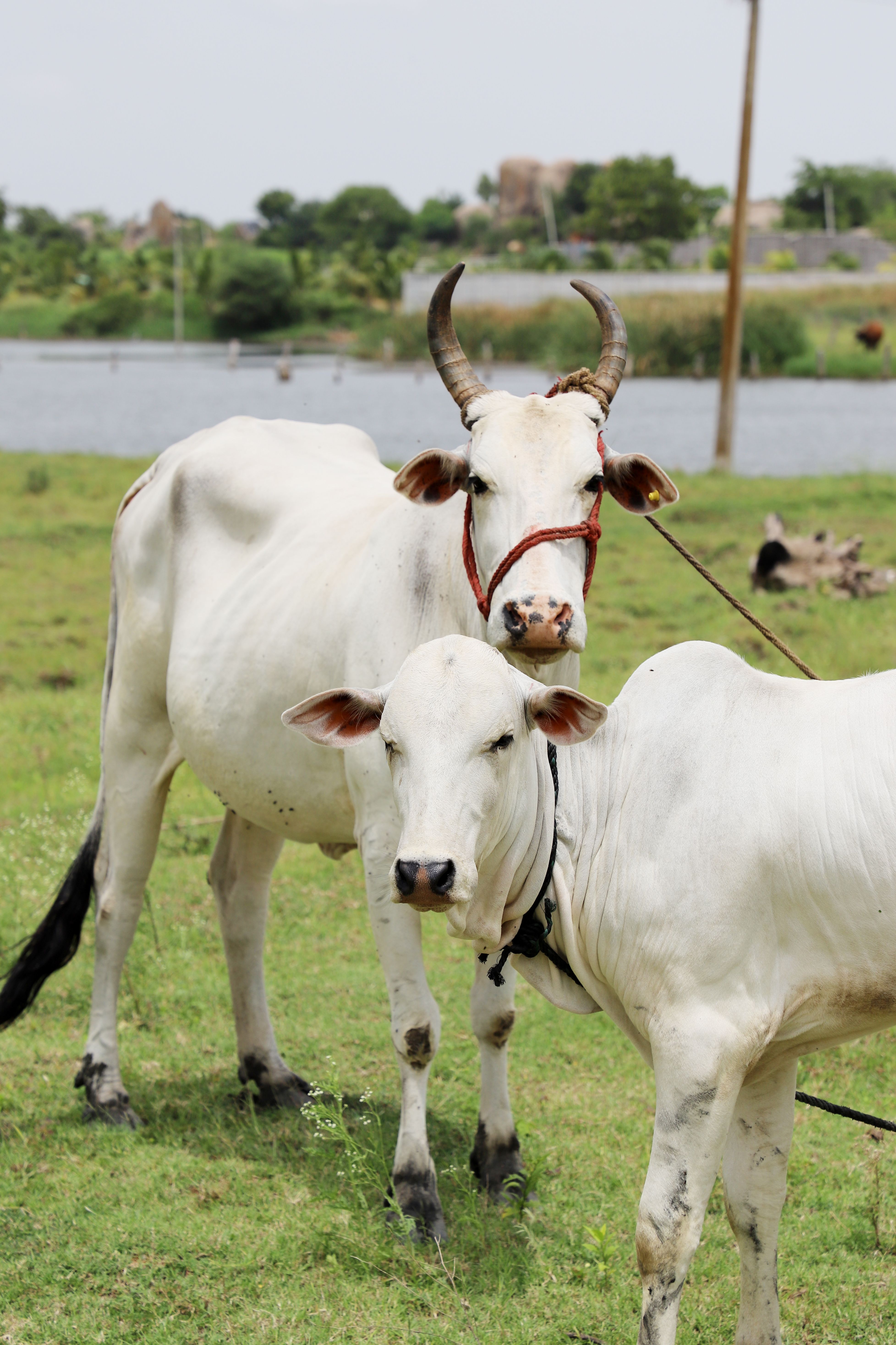 Cattle in Countryside · Free Stock Photo