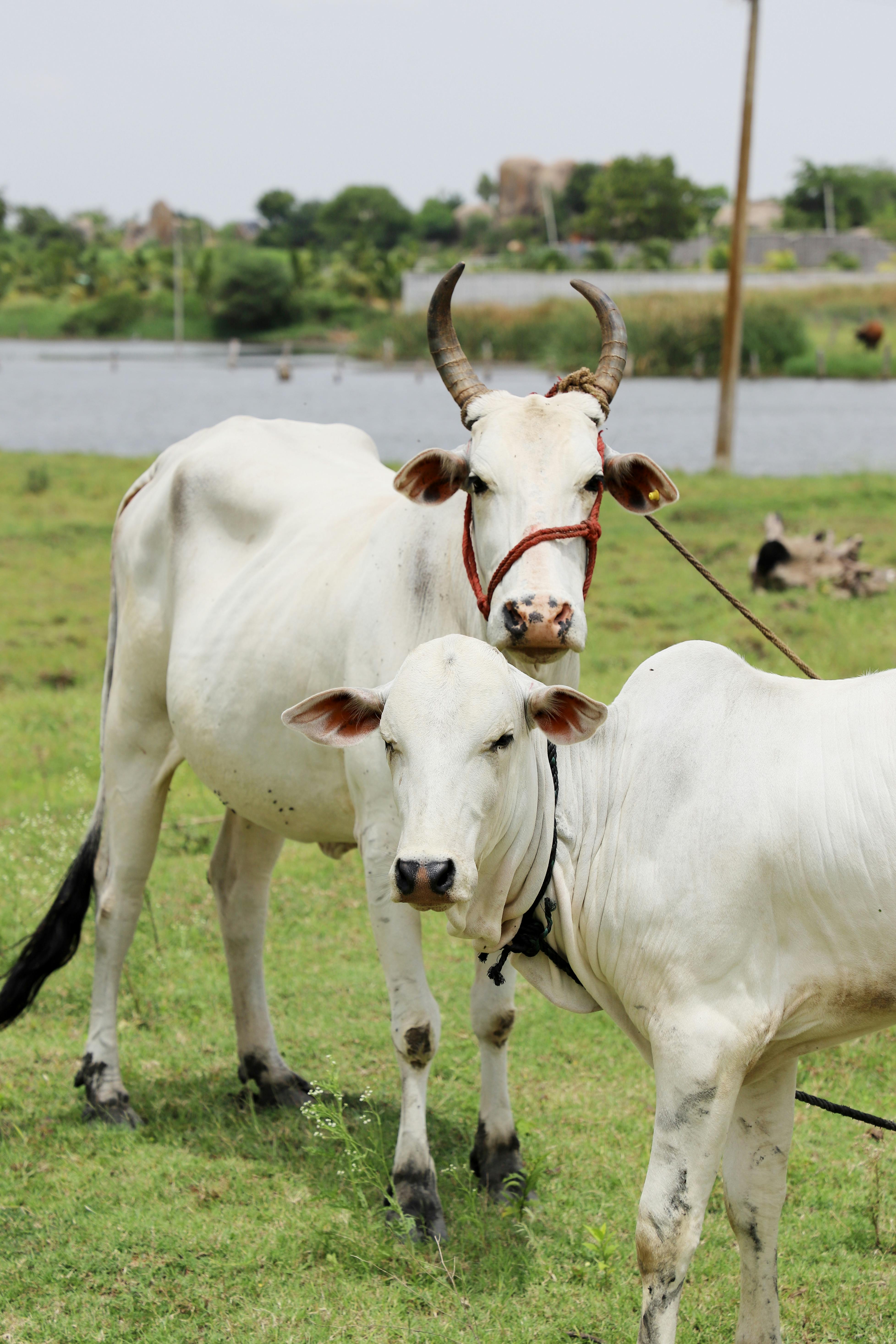 Gratuit Photos gratuites de agriculture, agriculture domestique, animaux Photos