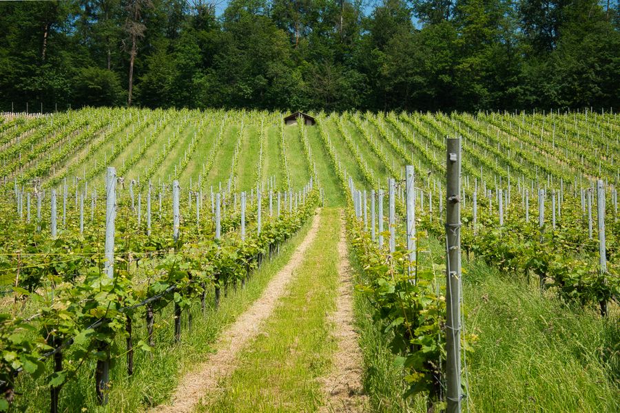 Beispiel Weingut — Weinberg in Hanglage, Editorial Onepager
