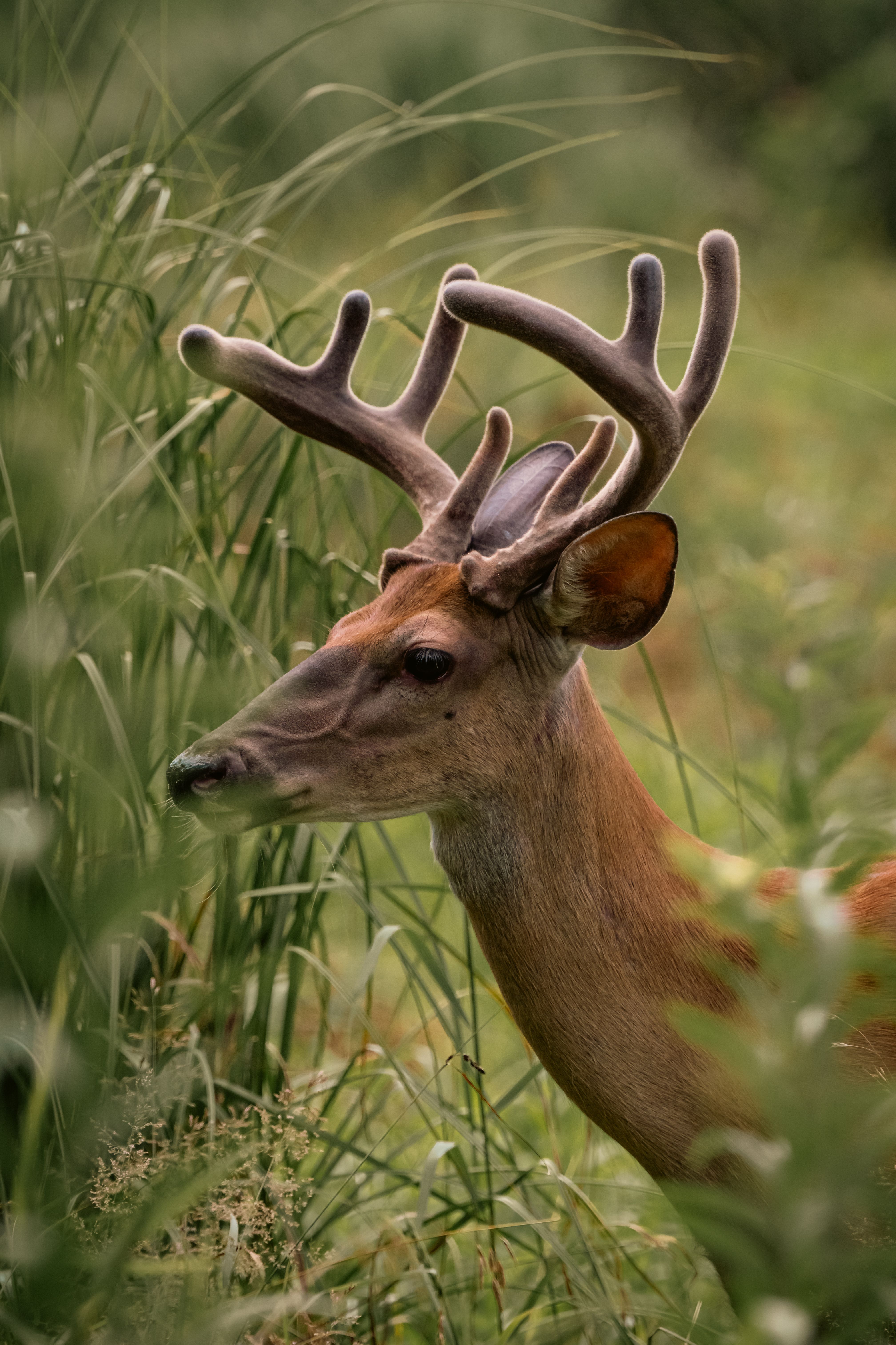Portrait of Deer Among Grass · Free Stock Photo