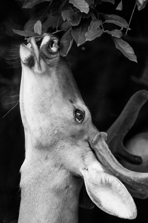 Free A striking black and white image of a deer nibbling leaves in a forest setting. Stock Photo