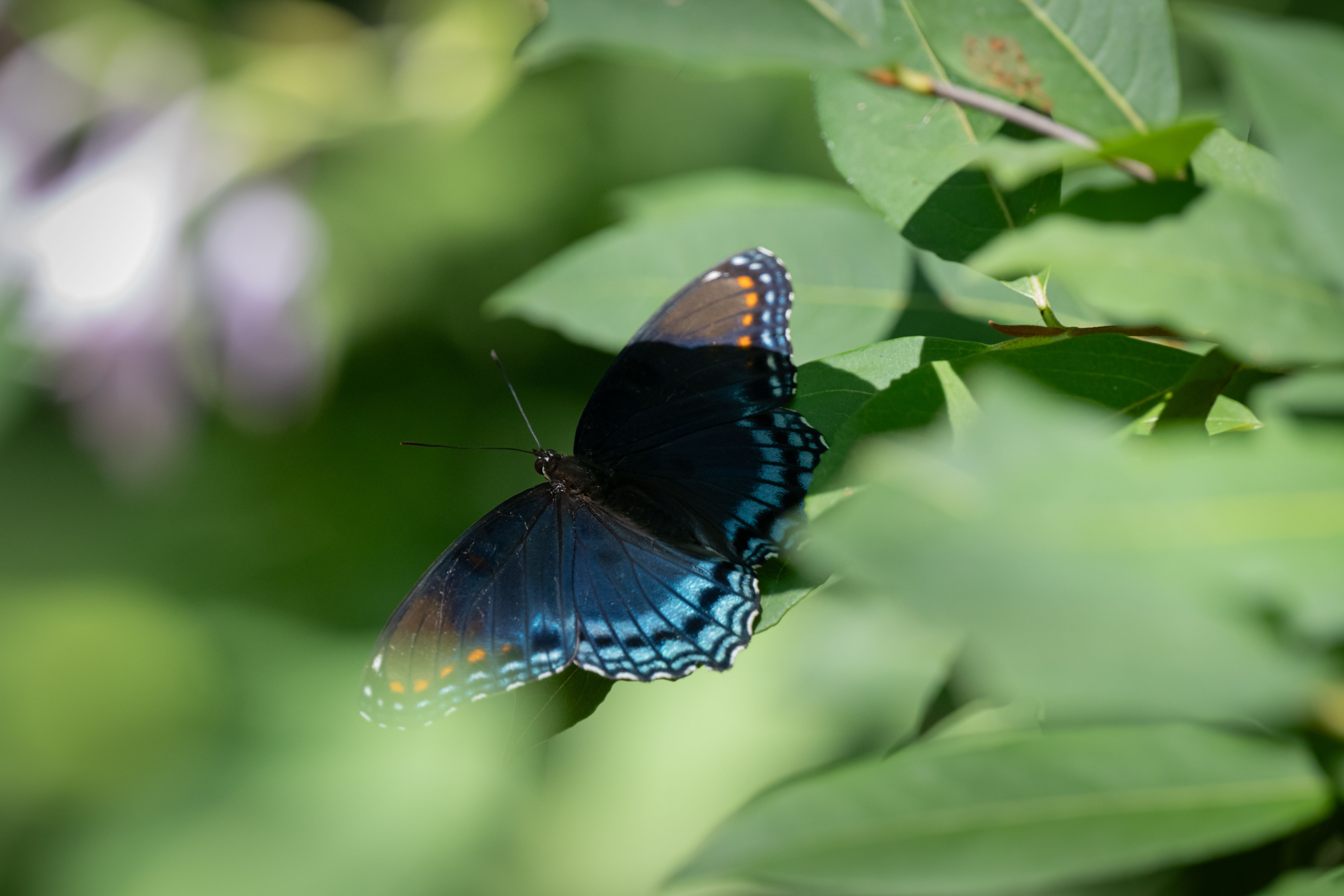 Close-up of a red-spotted purple butterfly (Limenitis arthemis) perched on green leaves in natural light.