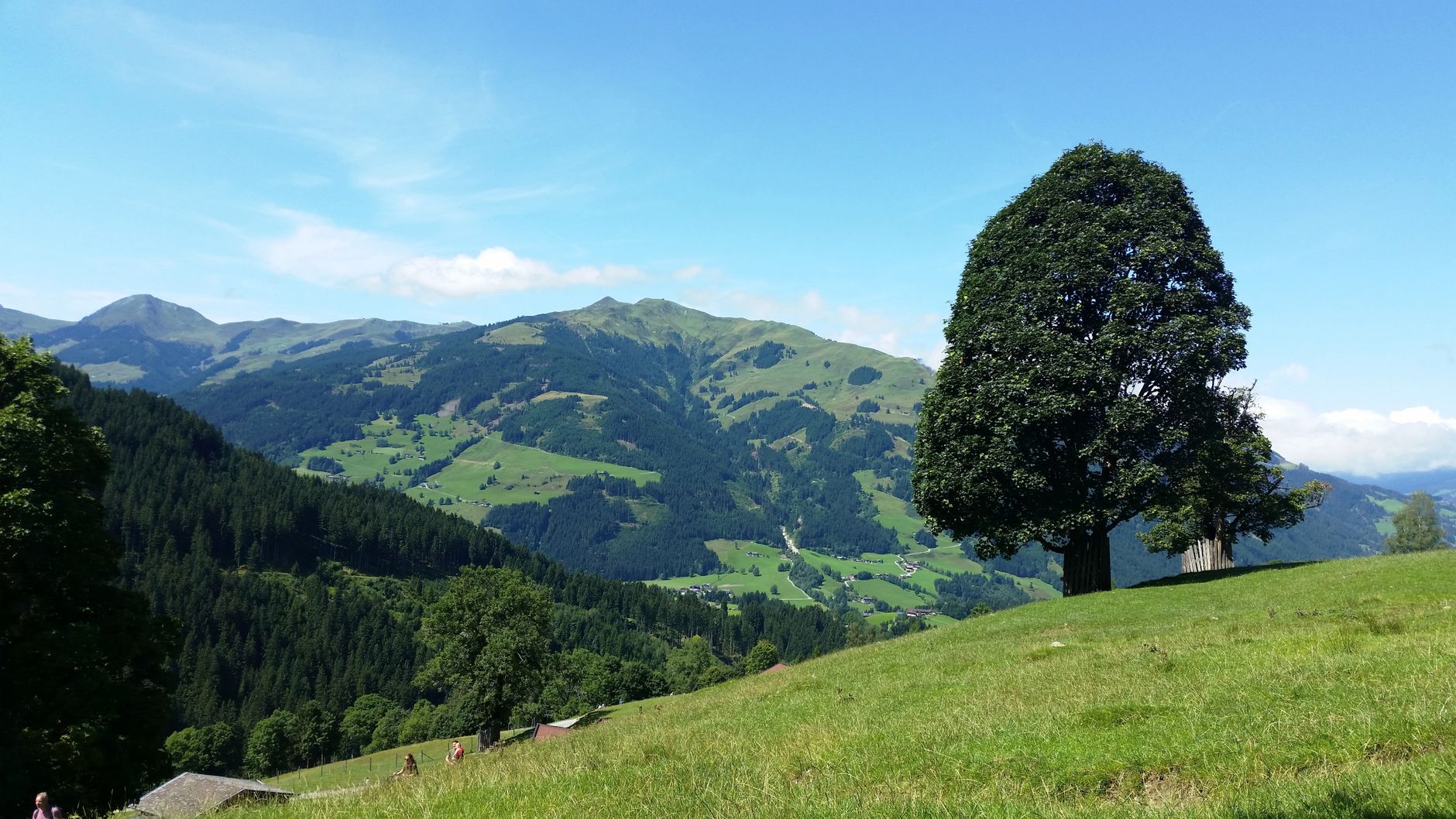 A picturesque landscape featuring a solitary tree on a lush, green hillside with distant mountains.