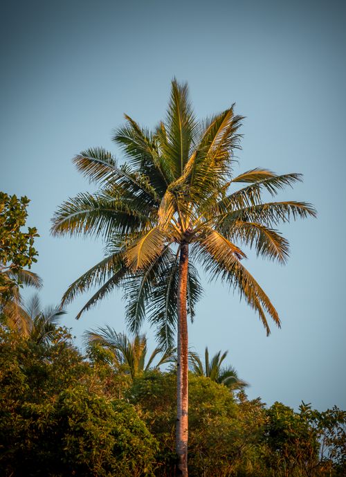 Free A tall palm tree illuminated by golden sunset light against a clear sky, conveying a tropical vibe. Stock Photo