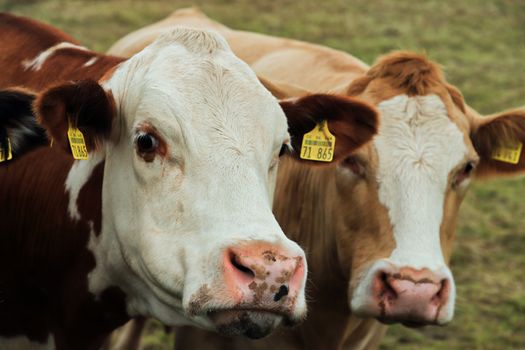 Intimate close-up of two cows in a rural pasture showcasing livestock details.