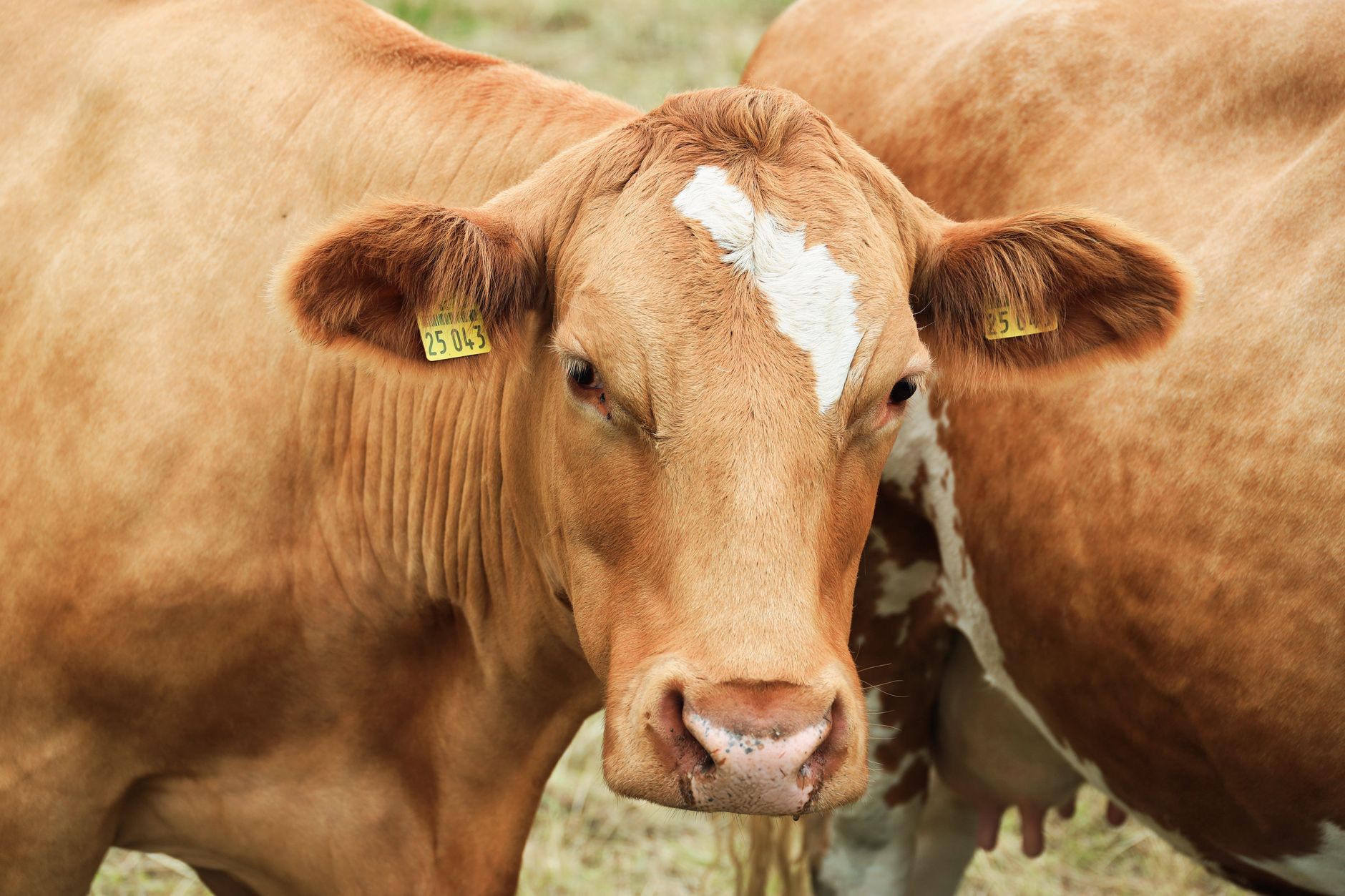 Veterinarian examining a cow during a checkup