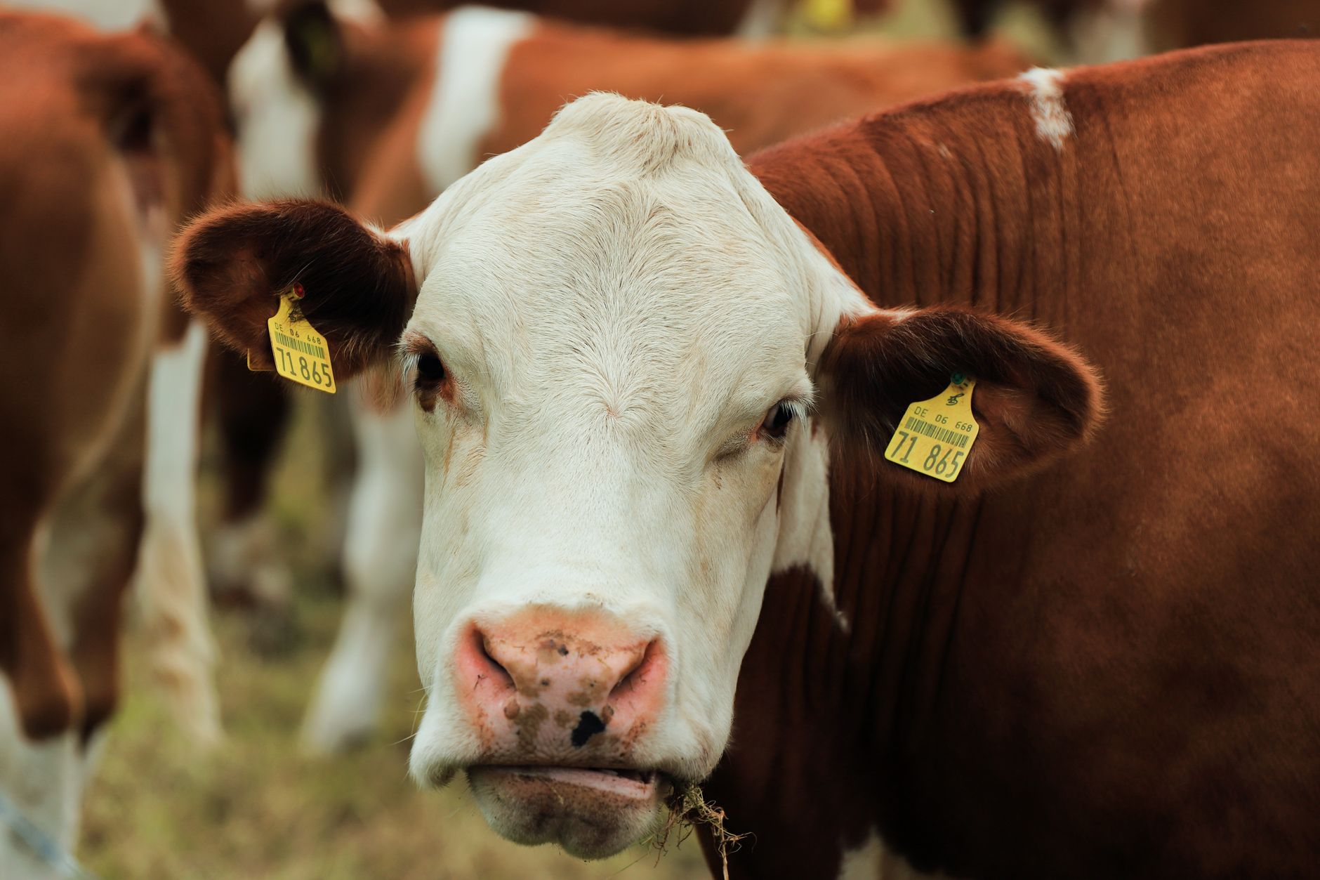 Veterinary care for a cow