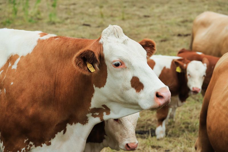 Brown and white cows in a pasture