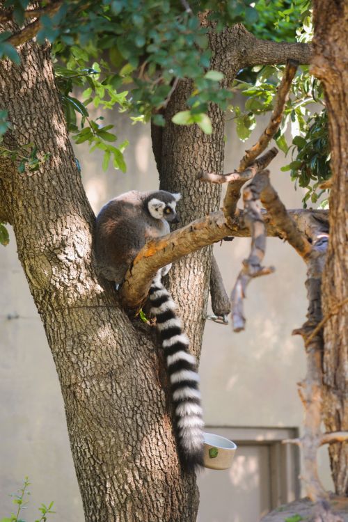 Free Ring-tailed lemur sitting on a tree branch in Dallas Zoo, showcasing its natural habitat. Stock Photo