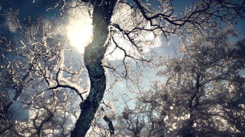 Nackter Baum Mit Schnee Bedeckt