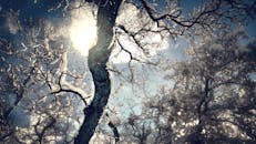 光秃秃的树木映衬着积雪，冬日的天空在阳光下显得格外迷人