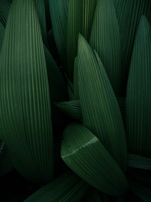 Free Dense dark green foliage showcasing rich texture, captured outdoors in Ambaghat, India. Stock Photo