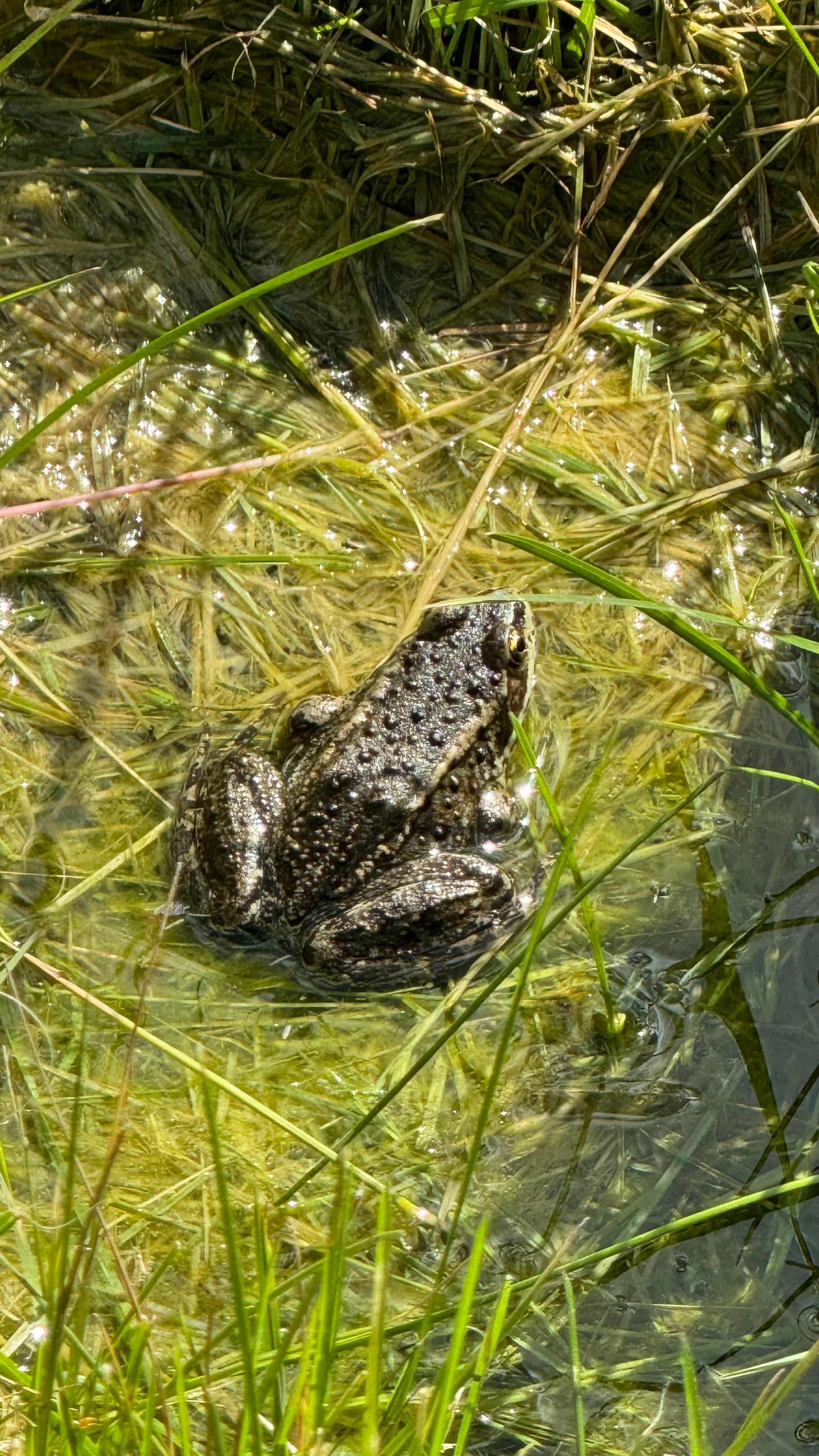 A frog sitting in a grassy wetland habitat, captured from above, showcasing its textured skin in natural sunlight.