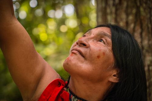 Free Indigenous woman reaching up in a forest in San Martín, Peru. Stock Photo